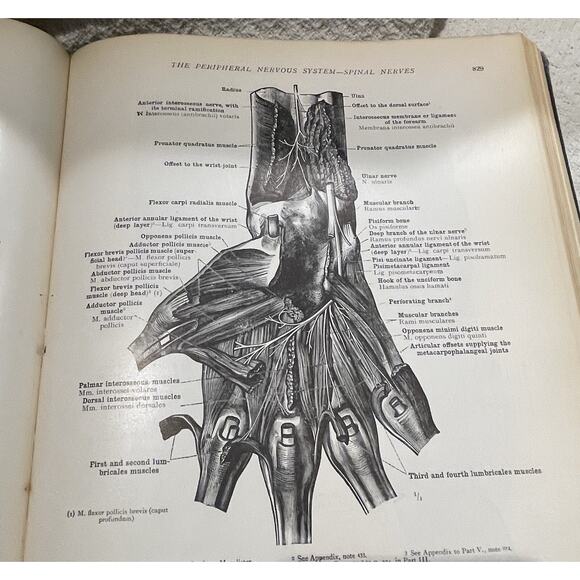 An Atlas of Human Anatomy Vol 1 & 2 by Carl Toldt - 1941 and 1948 Hardcover - Picture 13 of 13